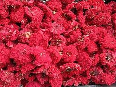 تصویر 4 از خرید و قیمت گیاه گلنار پارسی + فروش عمده